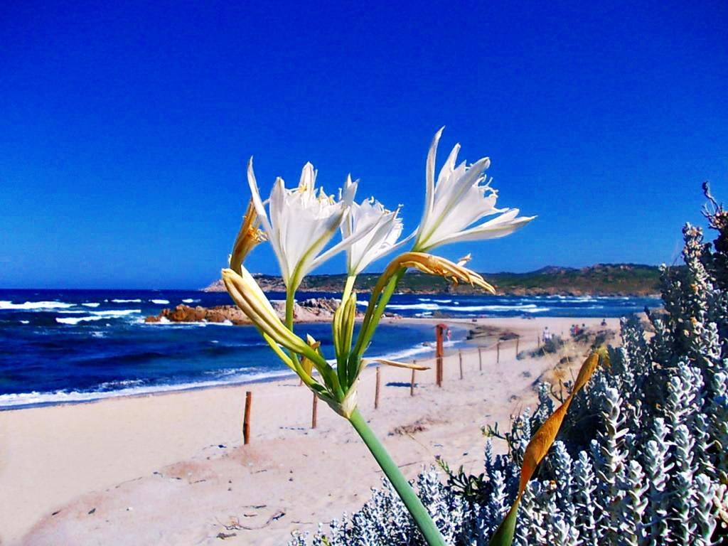 La Liccia - Camping&village Camping